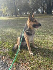 https://petstablished-app-beta.s3.amazonaws.com/uploads/image/image/3076788/Thor_2.jpg