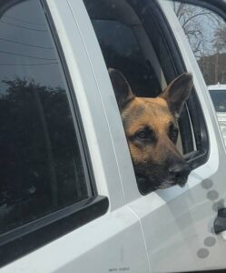 https://petstablished-app-beta.s3.amazonaws.com/uploads/image/image/3163517/Westin_car.jpg