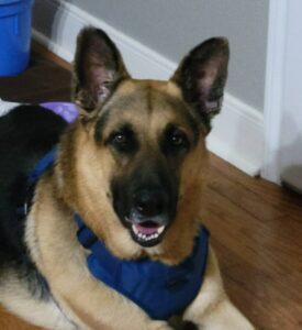https://petstablished-app-beta.s3.amazonaws.com/uploads/image/image/3163518/Westin_closeup.jpg