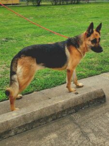 https://petstablished-app-beta.s3.amazonaws.com/uploads/image/image/3190746/Dory.jpg
