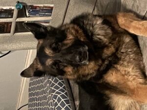 https://petstablished-app-beta.s3.amazonaws.com/uploads/image/image/3195580/E3FC3A59-33E8-4E50-81F4-F94DBF419BB9.jpeg