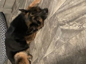https://petstablished-app-beta.s3.amazonaws.com/uploads/image/image/3195581/E63DF6A5-BBFC-4DD4-8710-F4BDA598D70A.jpeg