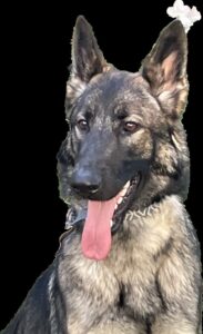 https://petstablished-app-beta.s3.amazonaws.com/uploads/image/image/3190870/image__1_.png