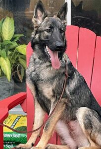 https://petstablished-app-beta.s3.amazonaws.com/uploads/image/image/3203294/IMG_1291_5.JPEG