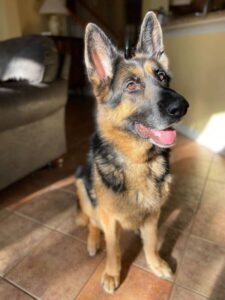 https://petstablished-app-beta.s3.amazonaws.com/uploads/image/image/3177580/Krieger.jpg