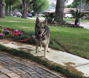 https://petstablished-app-beta.s3.amazonaws.com/uploads/image/image/3191778/Lincoln_2.jpg