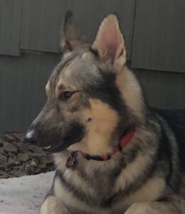 https://petstablished-app-beta.s3.amazonaws.com/uploads/image/image/3191780/Lincoln_4.jpg