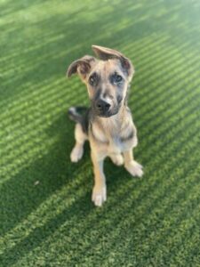 https://petstablished-app-beta.s3.amazonaws.com/uploads/image/image/3219583/Olivia_3.jpg