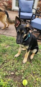 https://petstablished-app-beta.s3.amazonaws.com/uploads/image/image/3289175/image000000_15.JPG