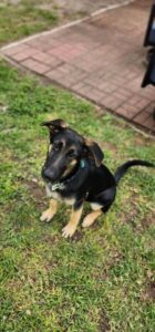 https://petstablished-app-beta.s3.amazonaws.com/uploads/image/image/3289177/image000002_3.JPG