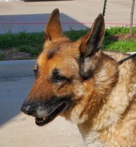 https://petstablished-app-beta.s3.amazonaws.com/uploads/image/image/3235204/Jerry_Lee_aka_Victor_6_-_2023.jpg
