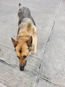 https://petstablished-app-beta.s3.amazonaws.com/uploads/image/image/3235217/Jerry_Lee_aka_Victor_8_-_2023.jpg
