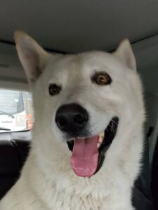 https://petstablished-app-beta.s3.amazonaws.com/uploads/image/image/3223617/Maverick_3.jpg