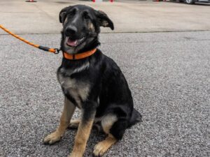 https://petstablished-app-beta.s3.amazonaws.com/uploads/image/image/3263489/Pumpkin-17.jpg