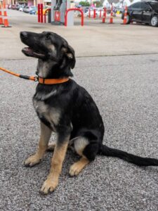 https://petstablished-app-beta.s3.amazonaws.com/uploads/image/image/3263490/Pumpkin-19.jpg