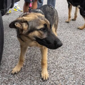https://petstablished-app-beta.s3.amazonaws.com/uploads/image/image/3263481/Rosie-10.jpg