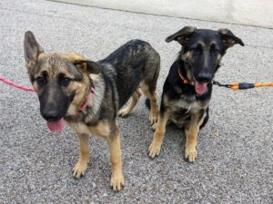 https://petstablished-app-beta.s3.amazonaws.com/uploads/image/image/3263491/Rosie_Pumpkin.jpg