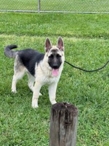 https://petstablished-app-beta.s3.amazonaws.com/uploads/image/image/3249926/Wylie.jpg