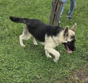 https://petstablished-app-beta.s3.amazonaws.com/uploads/image/image/3249924/Wylie_1.jpg