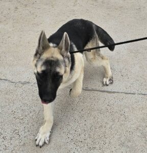 https://petstablished-app-beta.s3.amazonaws.com/uploads/image/image/3249925/Wylie_3.jpg