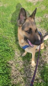 https://petstablished-app-beta.s3.amazonaws.com/uploads/image/image/3163509/20230219_092519.jpg