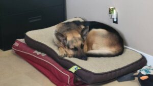 https://petstablished-app-beta.s3.amazonaws.com/uploads/image/image/3163515/20230222_144356.jpg