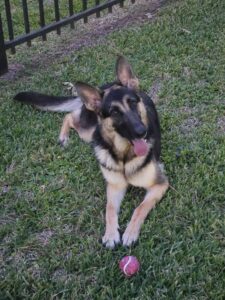 https://petstablished-app-beta.s3.amazonaws.com/uploads/image/image/3313580/20230504_201224.jpg
