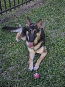 https://petstablished-app-beta.s3.amazonaws.com/uploads/image/image/3313475/20230504_201226.jpg