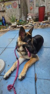 https://petstablished-app-beta.s3.amazonaws.com/uploads/image/image/3313563/20230506_170428_2.jpg