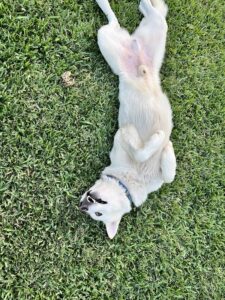 https://petstablished-app-beta.s3.amazonaws.com/uploads/image/image/3302102/C5188040-7D31-4CD6-B829-FC315E6A36F0.jpeg