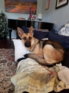 https://petstablished-app-beta.s3.amazonaws.com/uploads/image/image/3333783/heidi_19.jpg