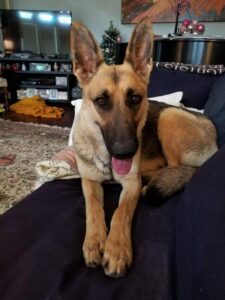 https://petstablished-app-beta.s3.amazonaws.com/uploads/image/image/3333784/heidi_20.jpg