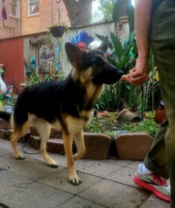 https://petstablished-app-beta.s3.amazonaws.com/uploads/image/image/3313578/image.jpg