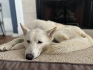 https://petstablished-app-beta.s3.amazonaws.com/uploads/image/image/3326297/IMG_1250.jpeg