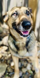 https://petstablished-app-beta.s3.amazonaws.com/uploads/image/image/3363021/j3.jpg