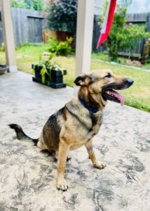 https://petstablished-app-beta.s3.amazonaws.com/uploads/image/image/3363022/jchilltripod.jpg