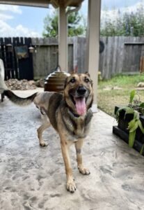 https://petstablished-app-beta.s3.amazonaws.com/uploads/image/image/3363020/jtripod.jpg