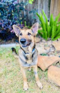 https://petstablished-app-beta.s3.amazonaws.com/uploads/image/image/3363023/juergen.jpg