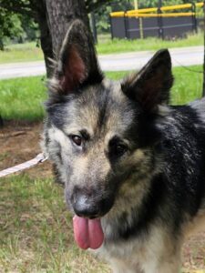 https://petstablished-app-beta.s3.amazonaws.com/uploads/image/image/3353558/Mike.JPG