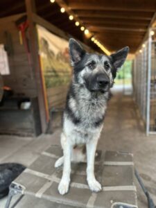 https://petstablished-app-beta.s3.amazonaws.com/uploads/image/image/3353561/Mike_1.JPG