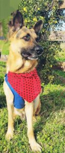 https://petstablished-app-beta.s3.amazonaws.com/uploads/image/image/3163516/Resized_Resized_Polish_20230221_153243105.jpeg