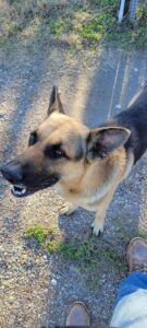https://petstablished-app-beta.s3.amazonaws.com/uploads/image/image/3096796/Westin.jpg