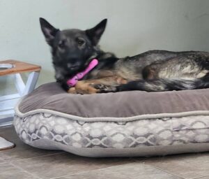 https://petstablished-app-beta.s3.amazonaws.com/uploads/image/image/3425283/20230624_141619.jpg