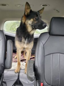 https://petstablished-app-beta.s3.amazonaws.com/uploads/image/image/3324459/Ashton.jpg