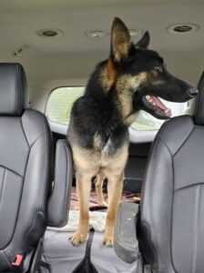 https://petstablished-app-beta.s3.amazonaws.com/uploads/image/image/3324455/Ashton_2.jpg