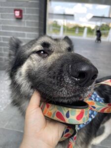 https://petstablished-app-beta.s3.amazonaws.com/uploads/image/image/3368985/DA29D7F4-1322-46F8-80A3-DD816E8CE179.jpeg