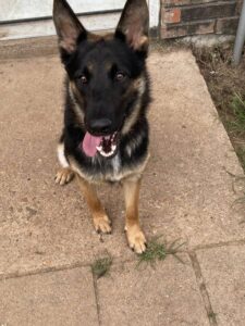https://petstablished-app-beta.s3.amazonaws.com/uploads/image/image/3393344/IMG_1471.jpg