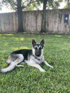 https://petstablished-app-beta.s3.amazonaws.com/uploads/image/image/3421051/IMG_1594.jpeg