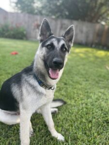 https://petstablished-app-beta.s3.amazonaws.com/uploads/image/image/3421047/IMG_1596.jpeg