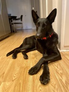 https://petstablished-app-beta.s3.amazonaws.com/uploads/image/image/3347791/Lilly_1.jpeg
